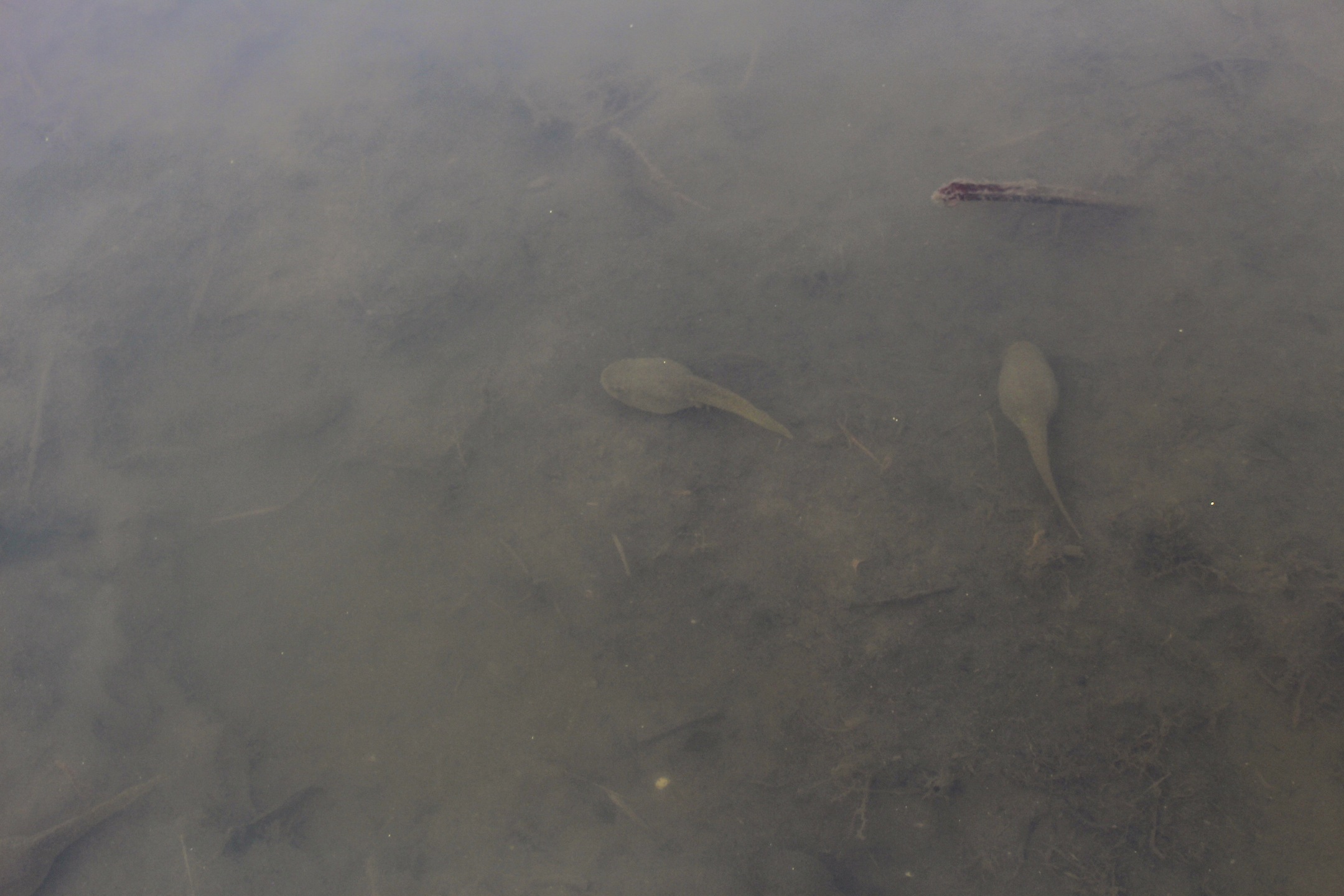 Tadpoles