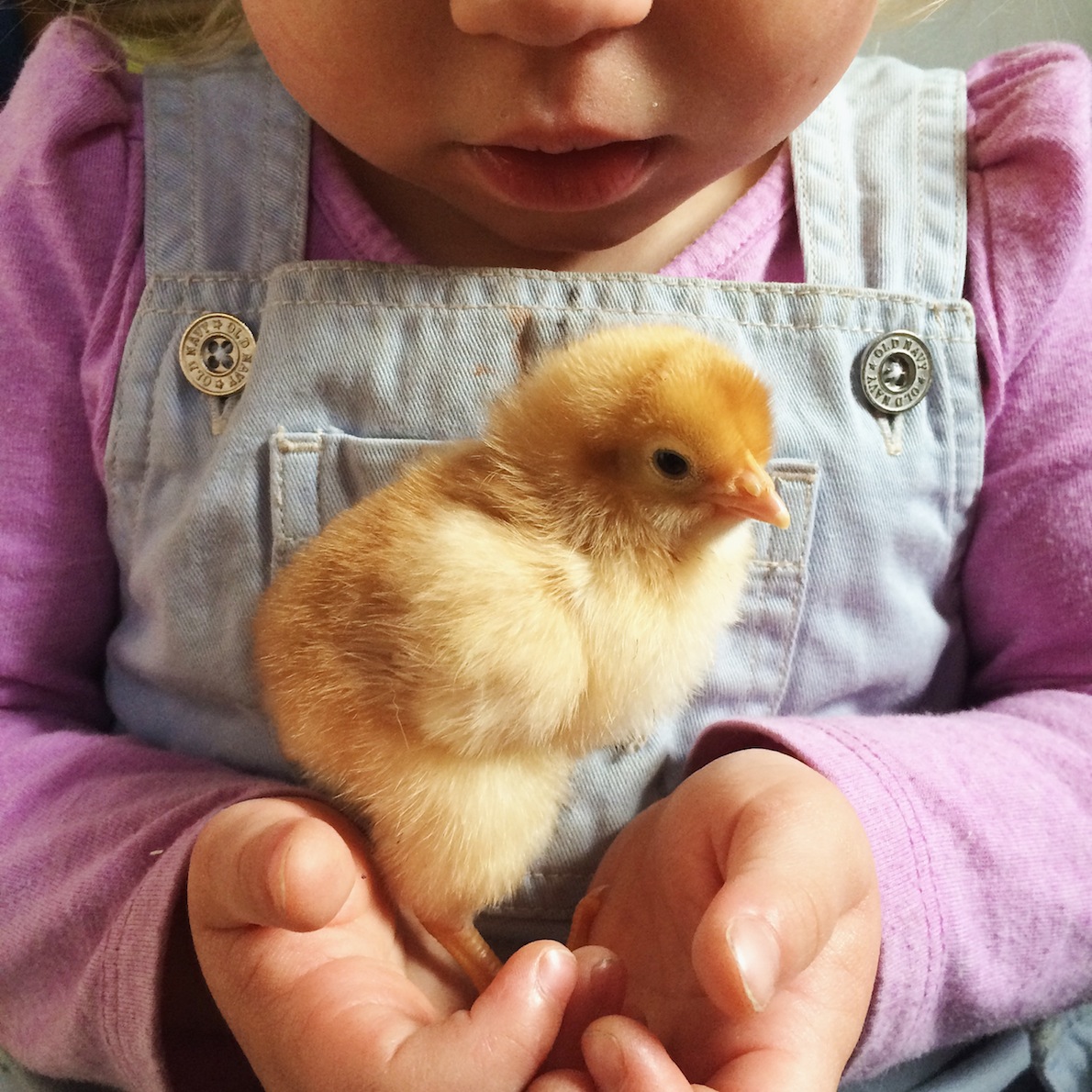 gold comet chick