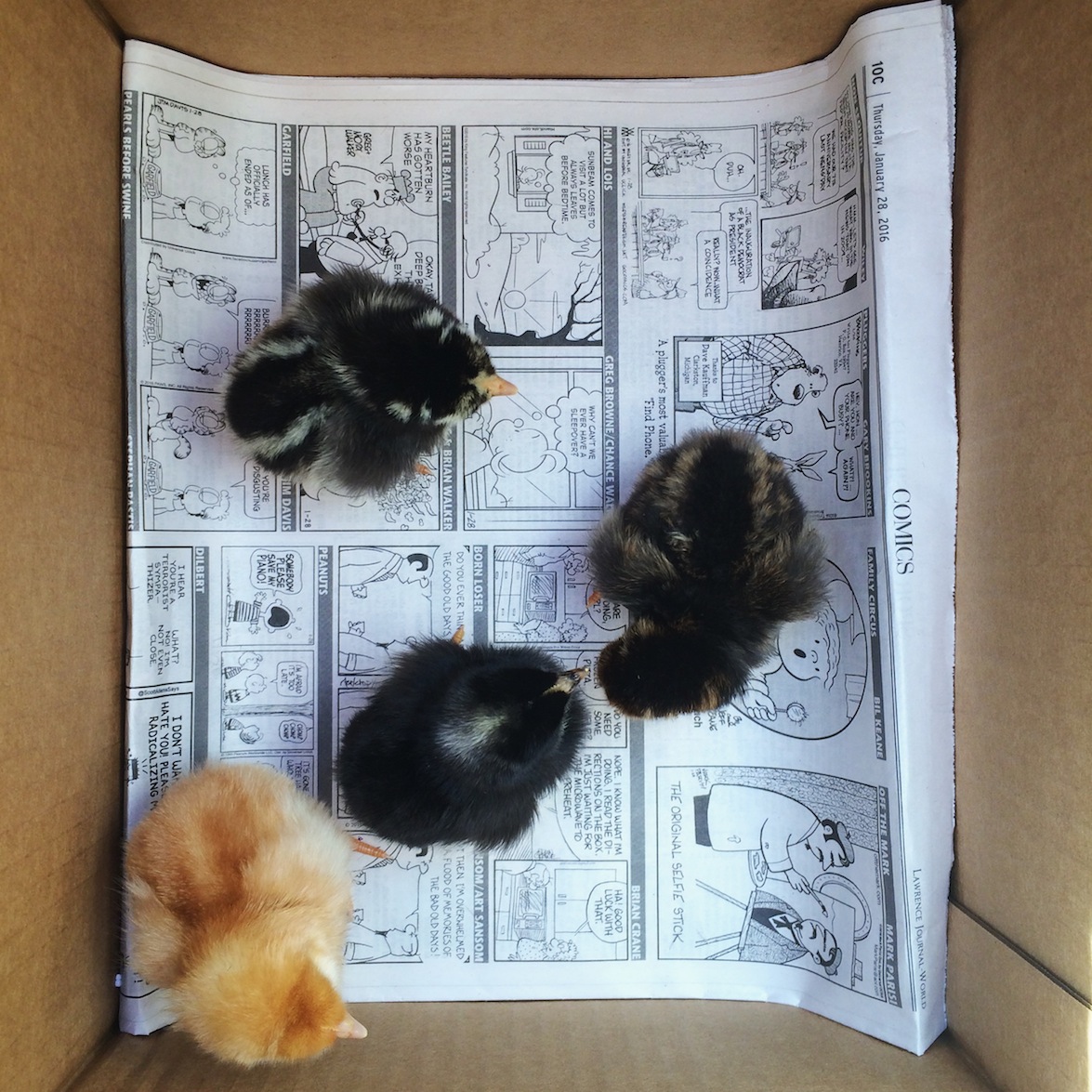 our newest chick family members