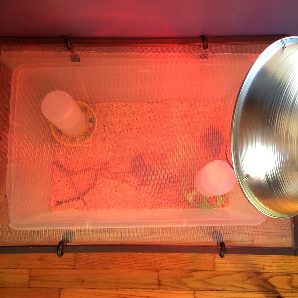 plastic bin brooder