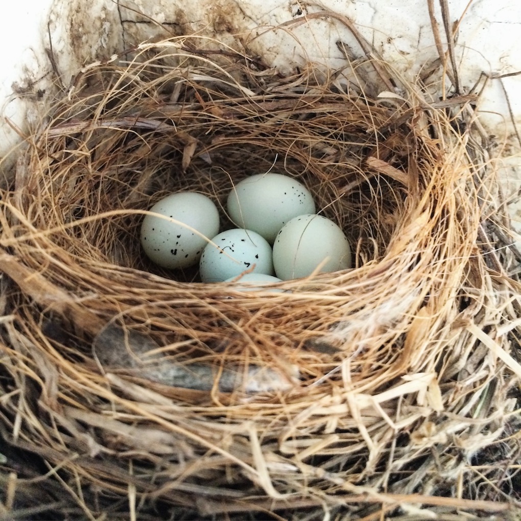 House finch nest