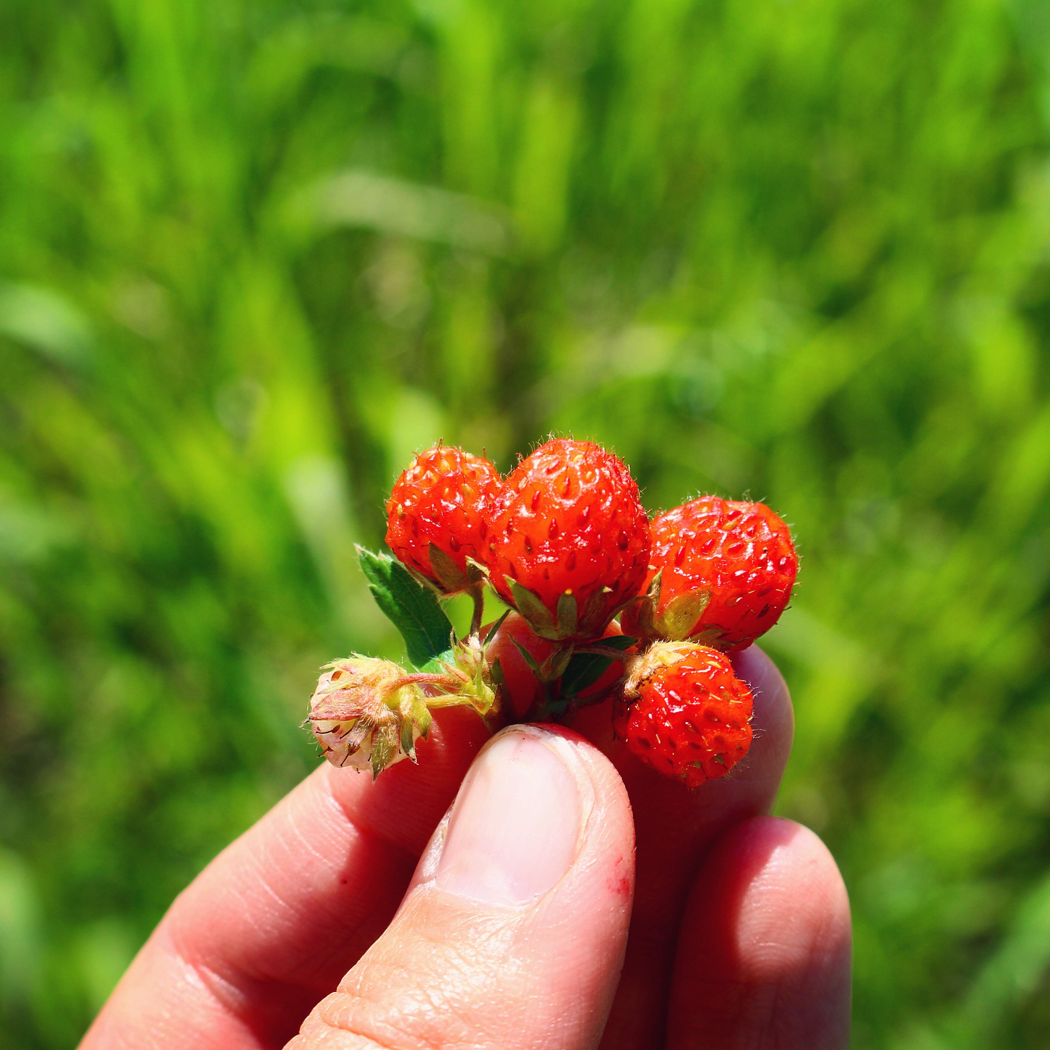 Sweet little ruby prairie jewels wild strawberries