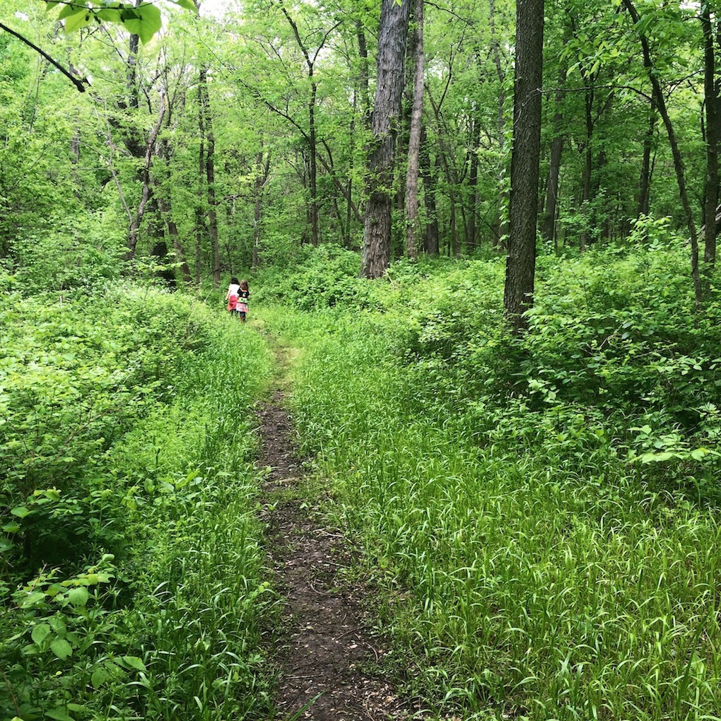Wandering woods