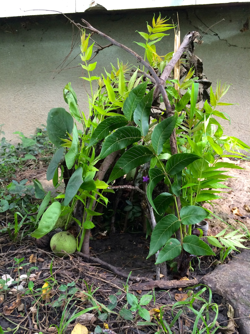 backyard fairy house