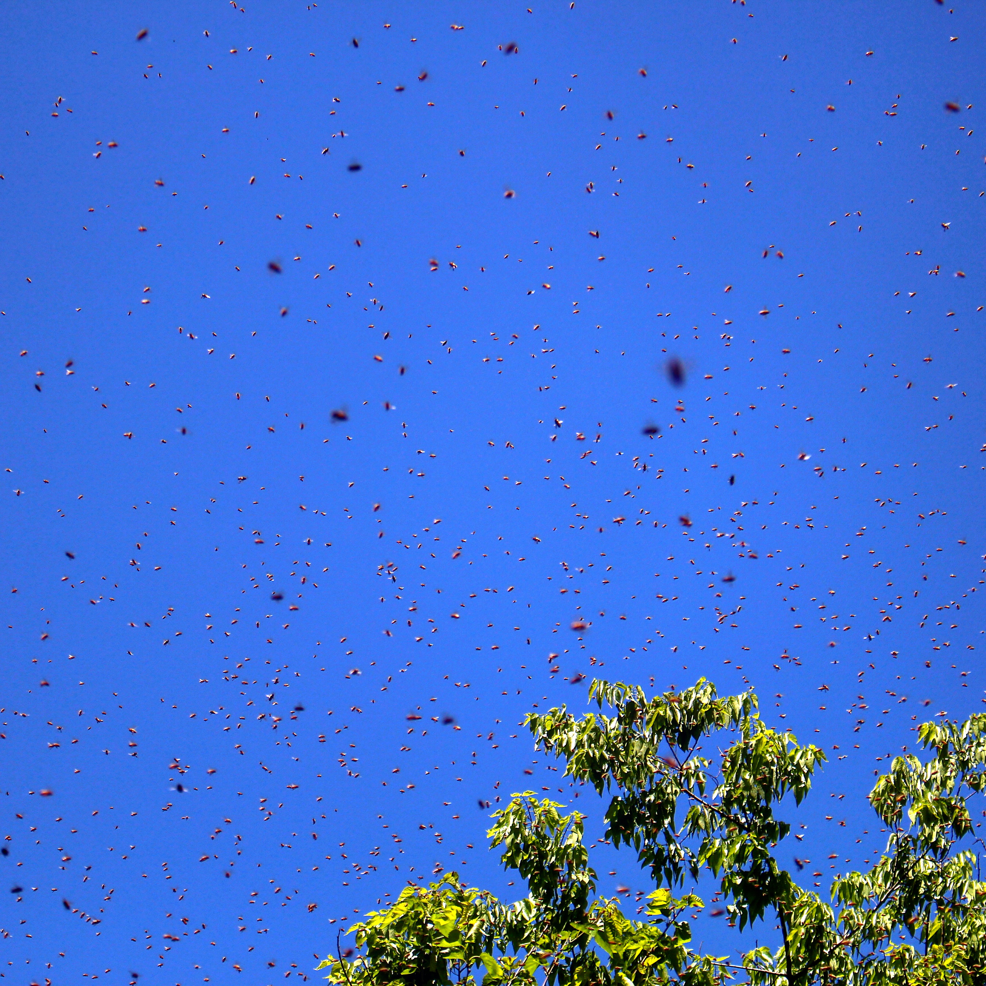 bee swarm