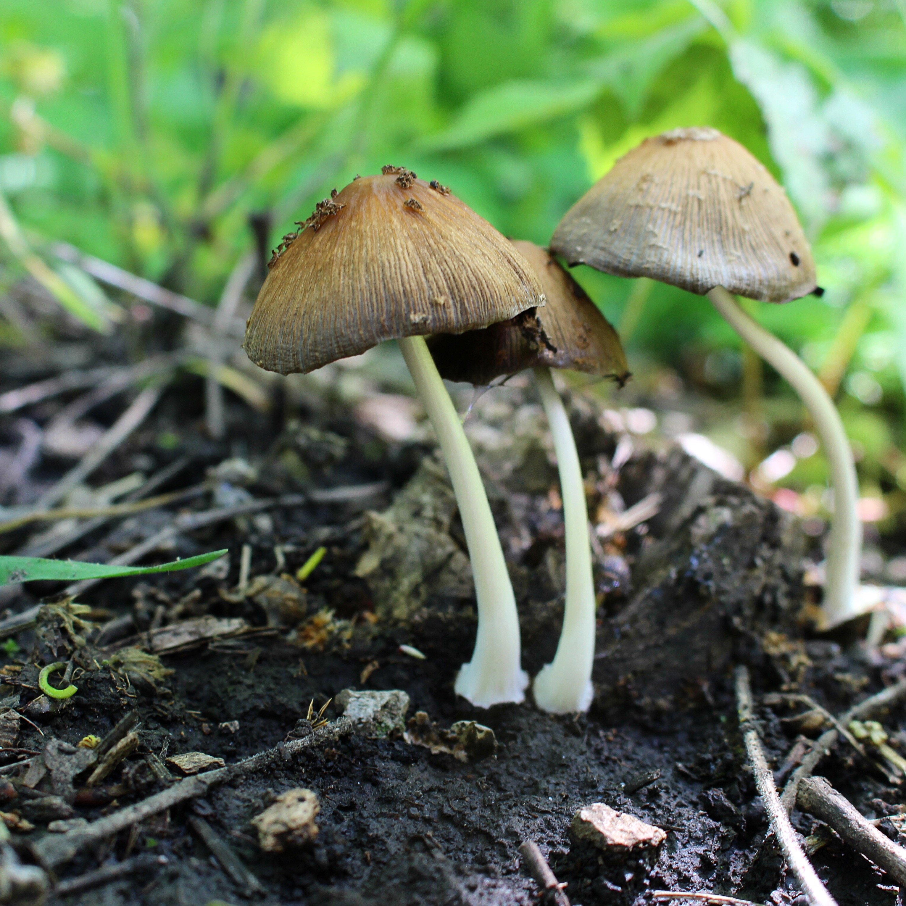 fairy umbrellas