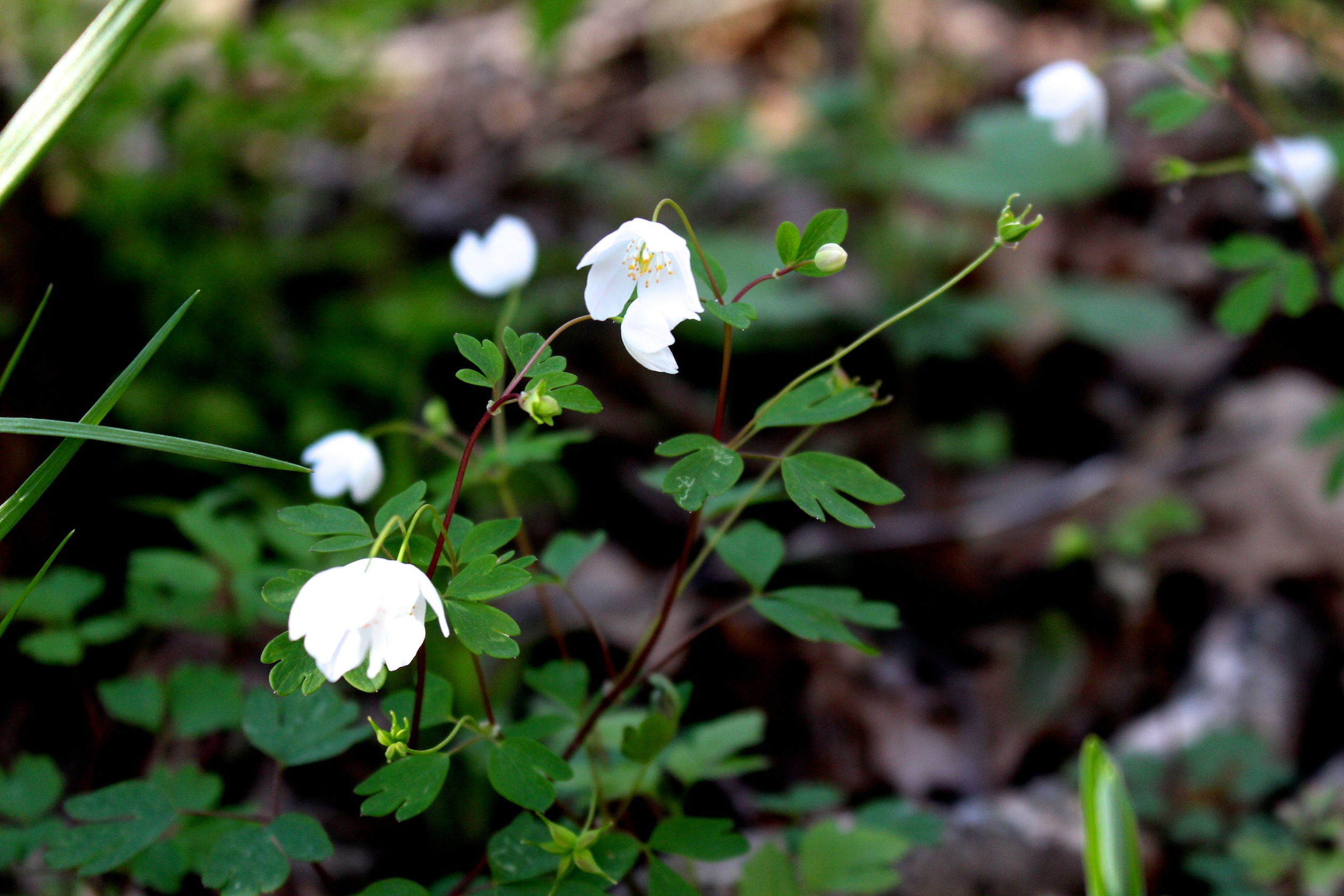 false rue anemone