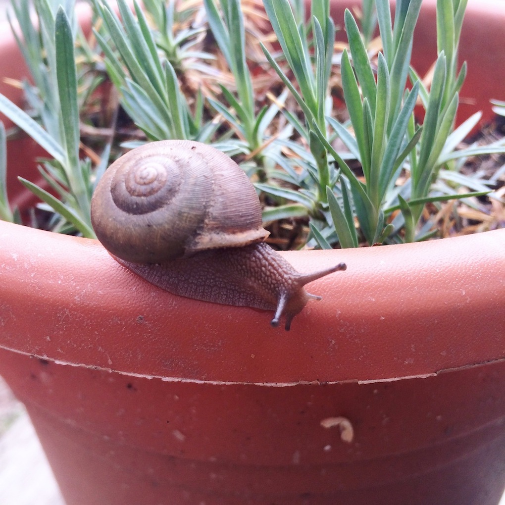 first snail sighting