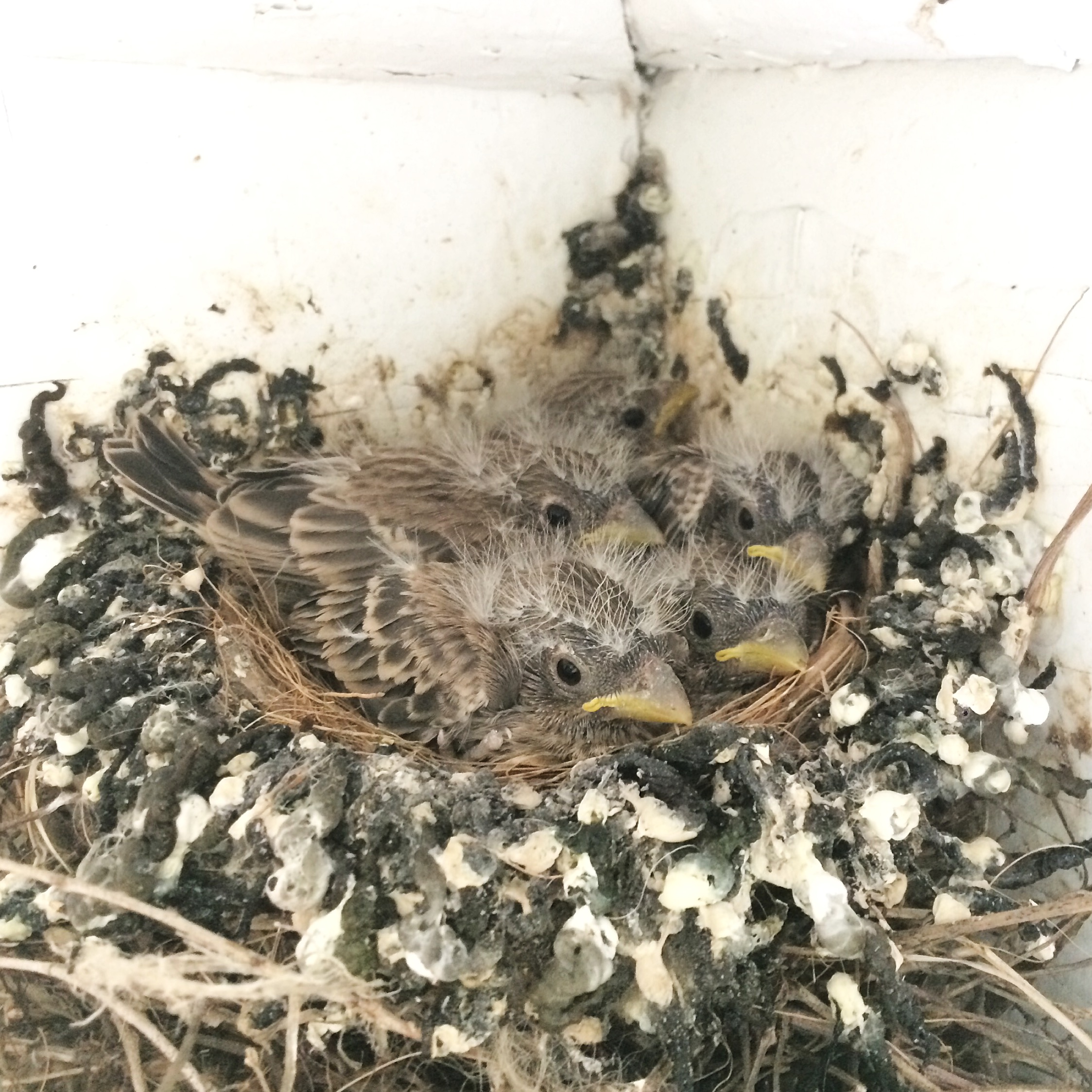 hatchlings