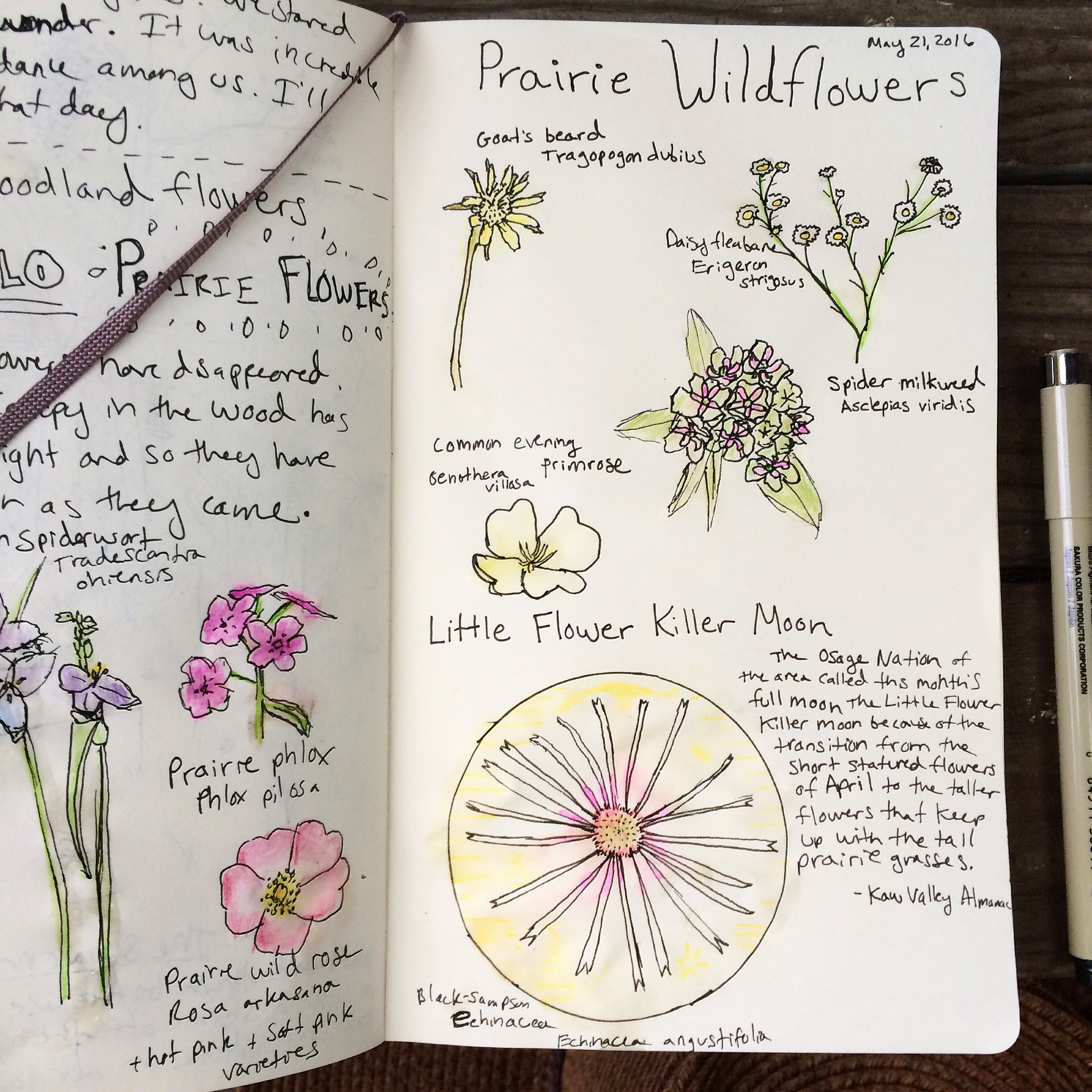 little flower killer moon sketch