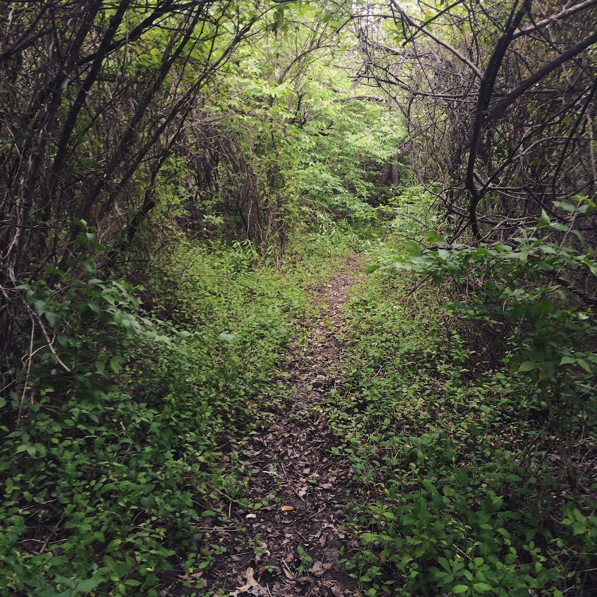 old path:new path