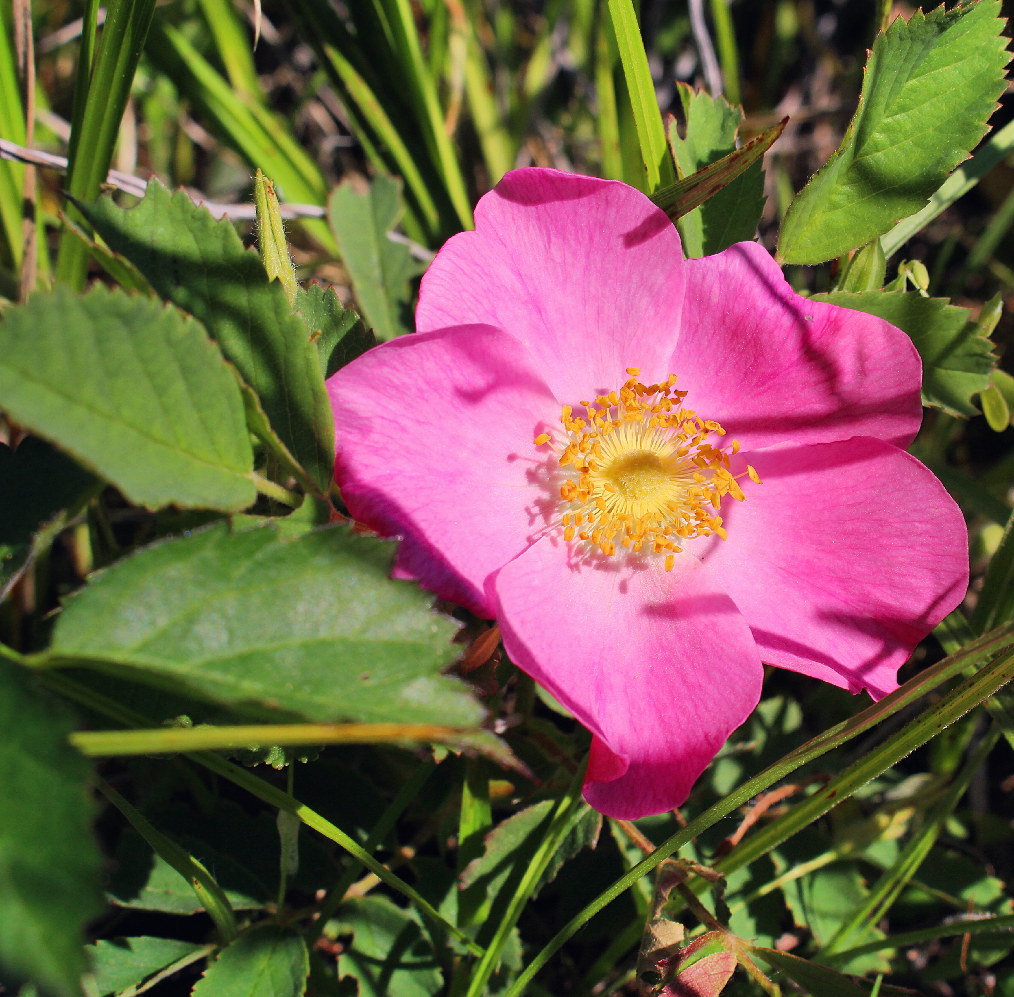 prairie rose