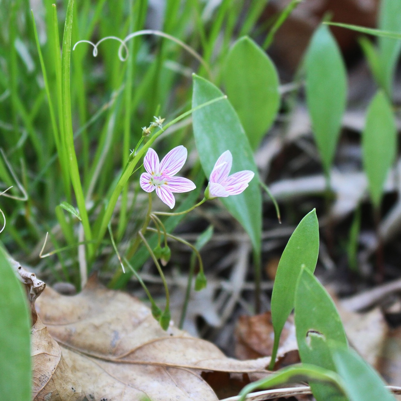 spring beauty