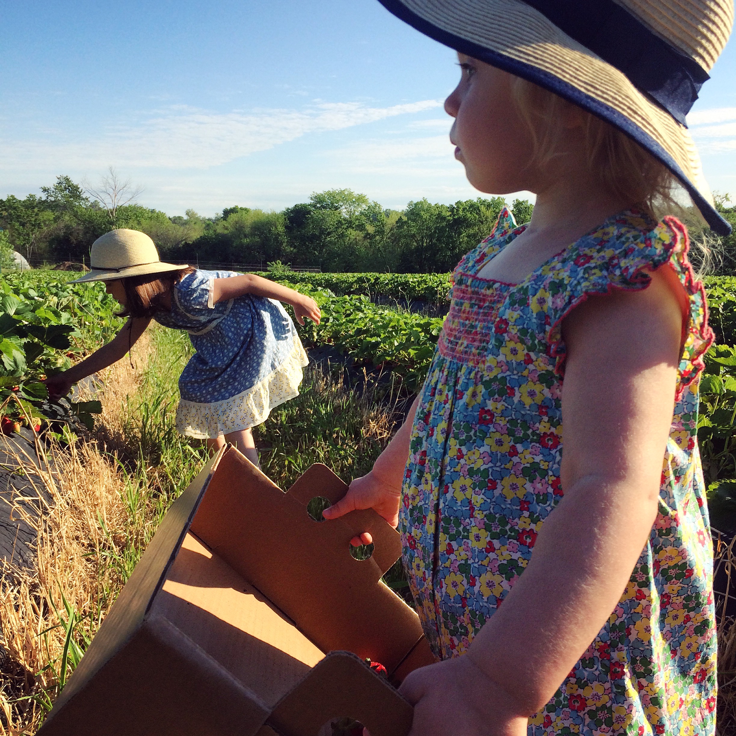 strawberry picking