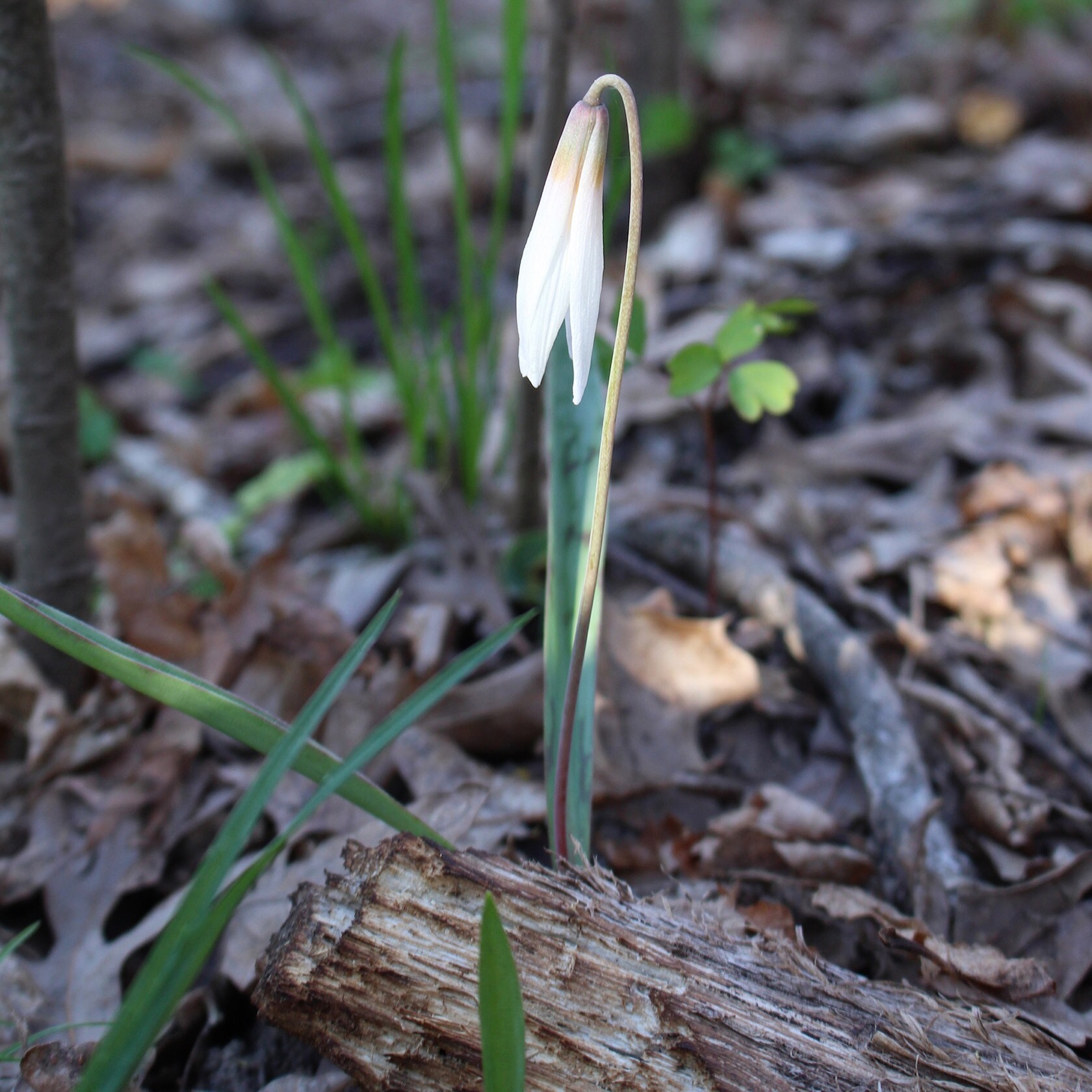 trout lily