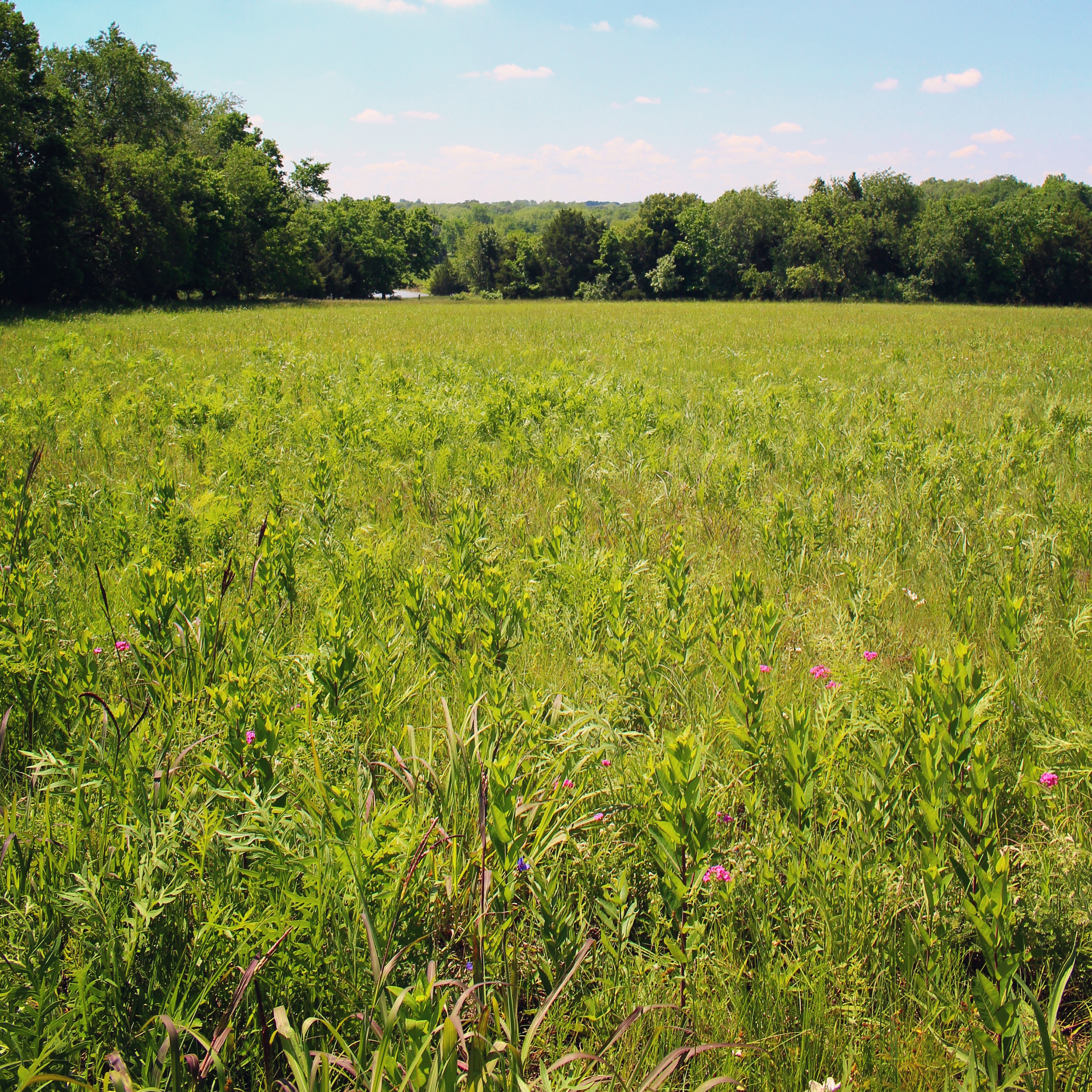 wildflower field