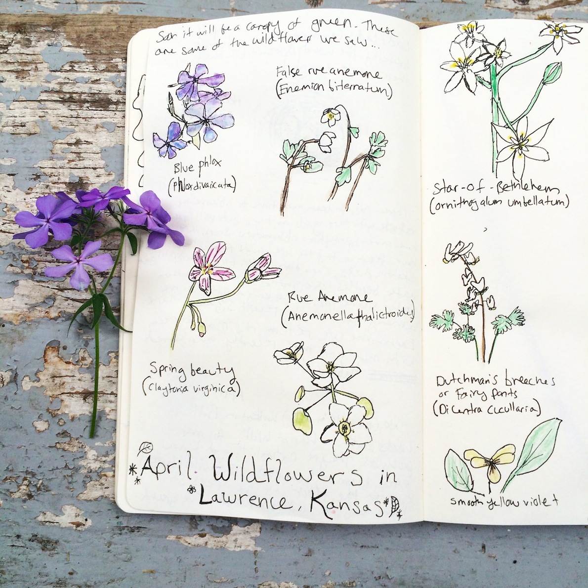wildflowers in april