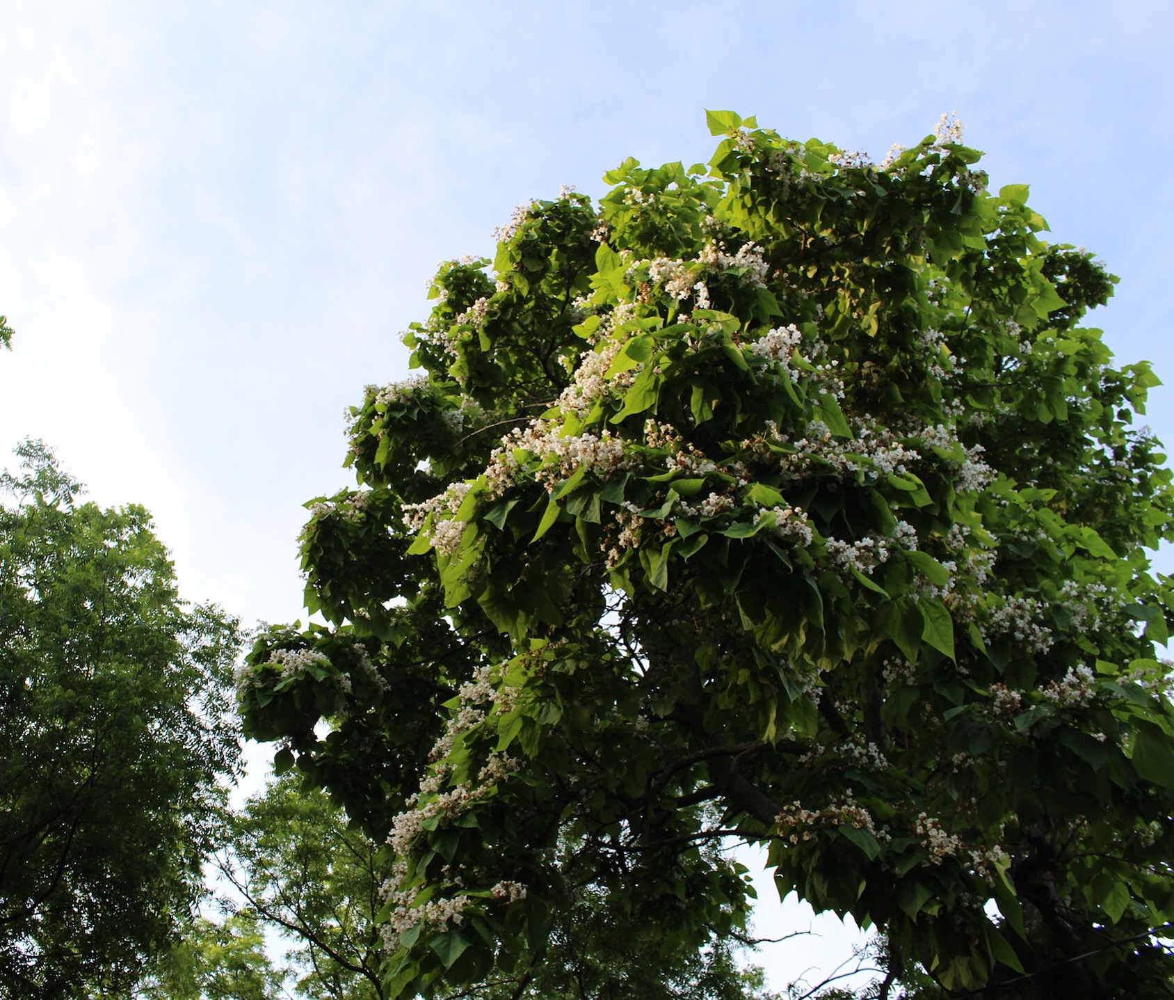Catalpa tree