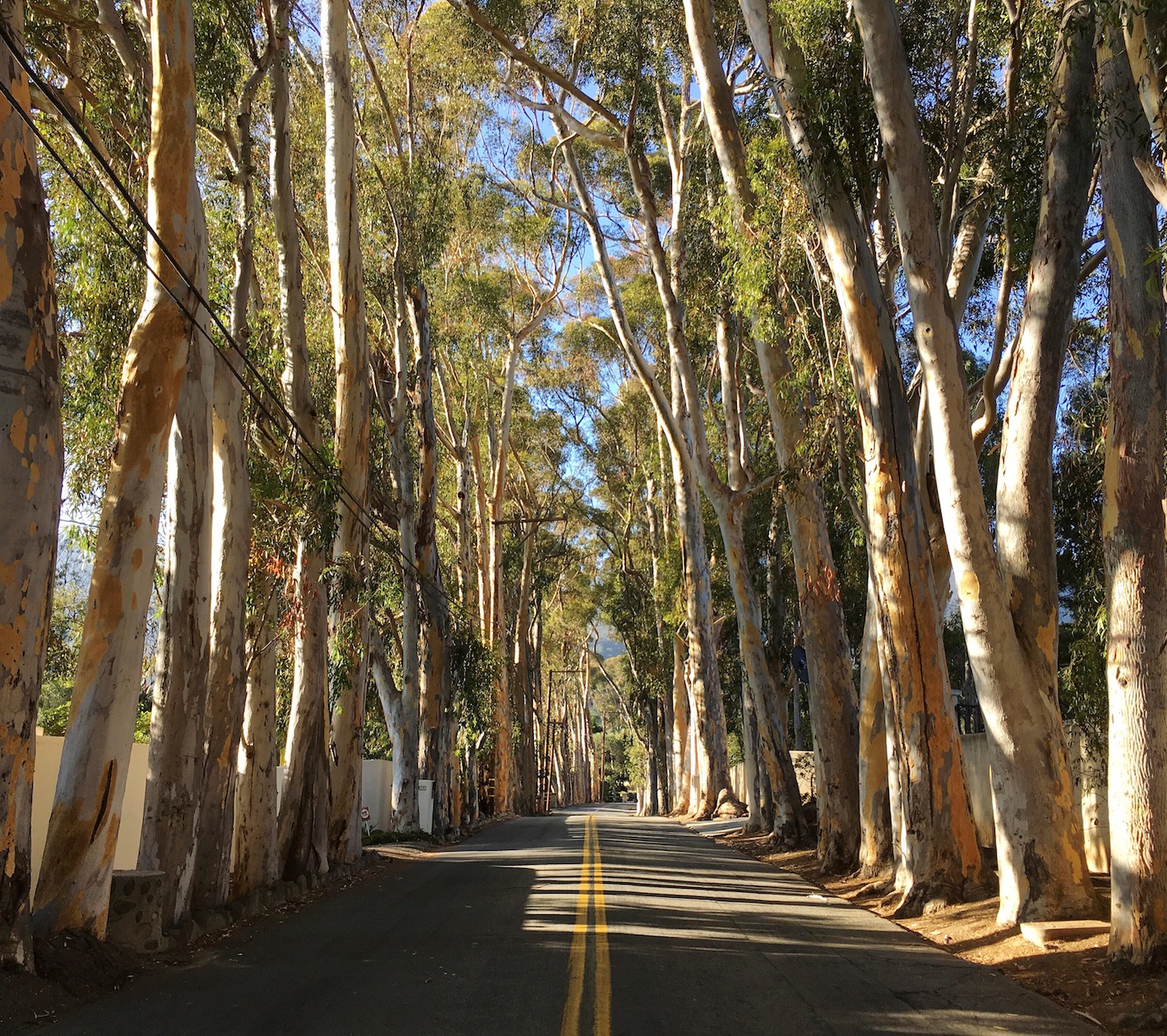 Eucalyptus lane
