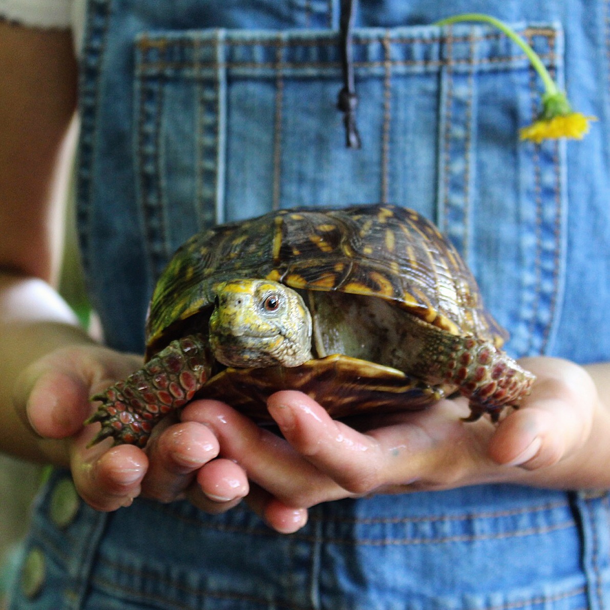 Turtle whisperer