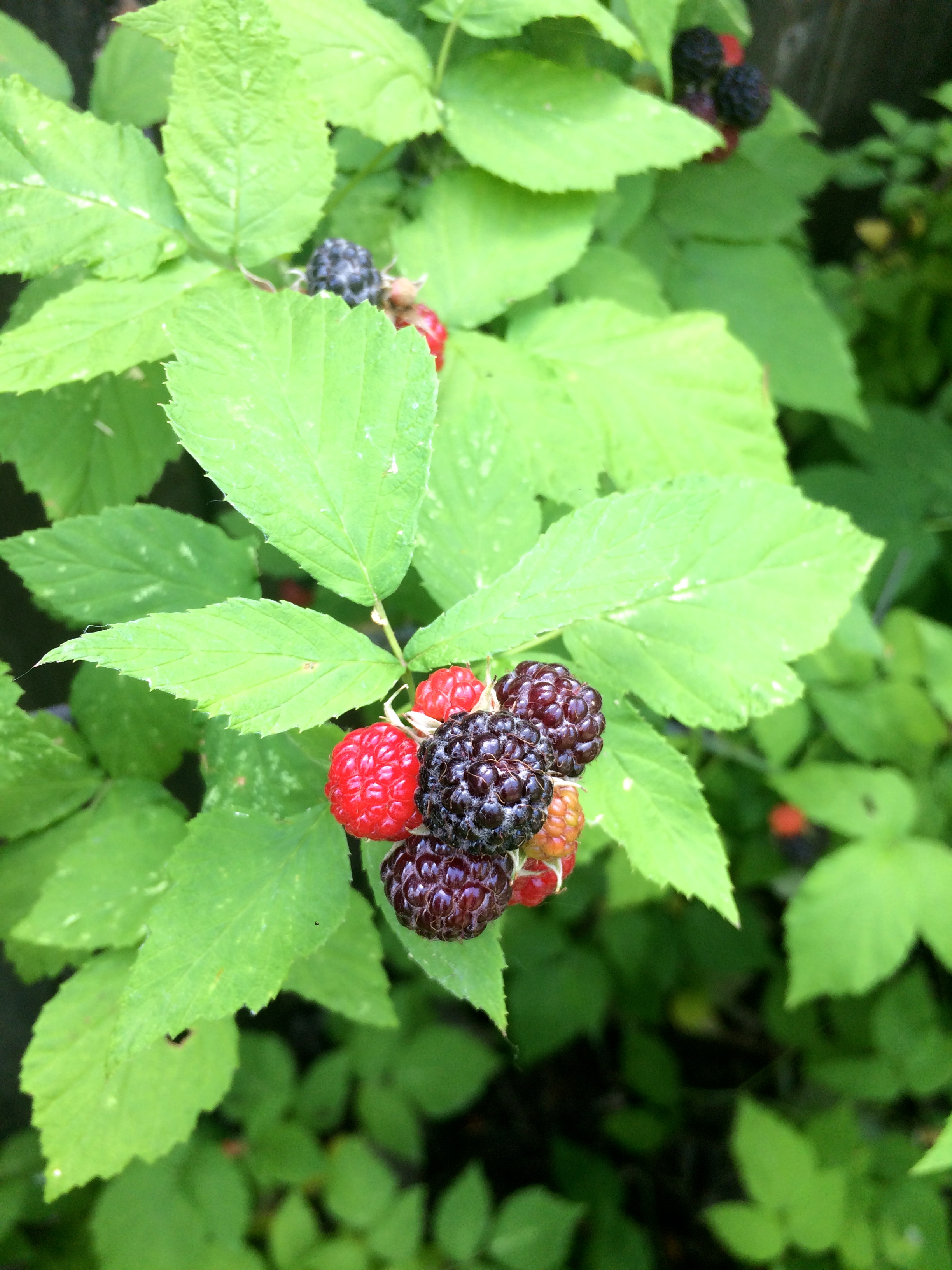 black rasperies off the vine