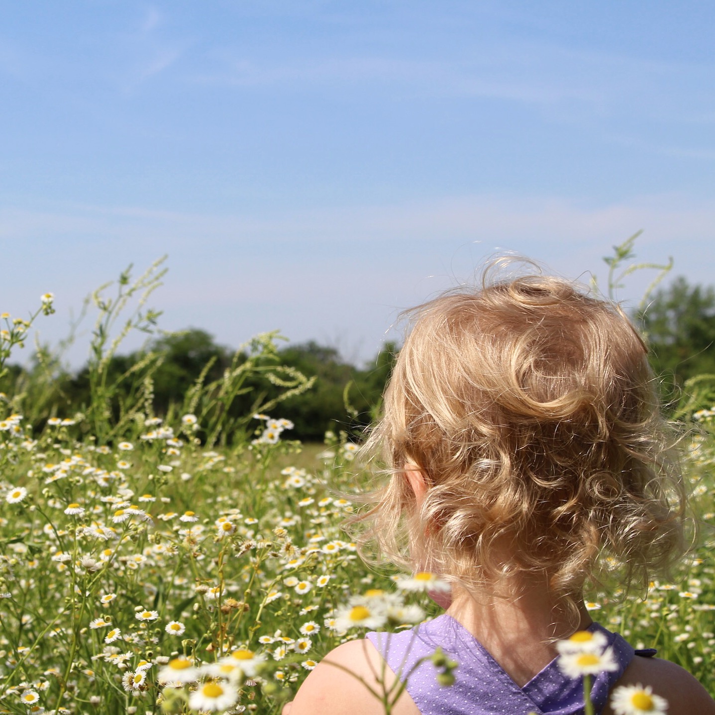 my wildflower