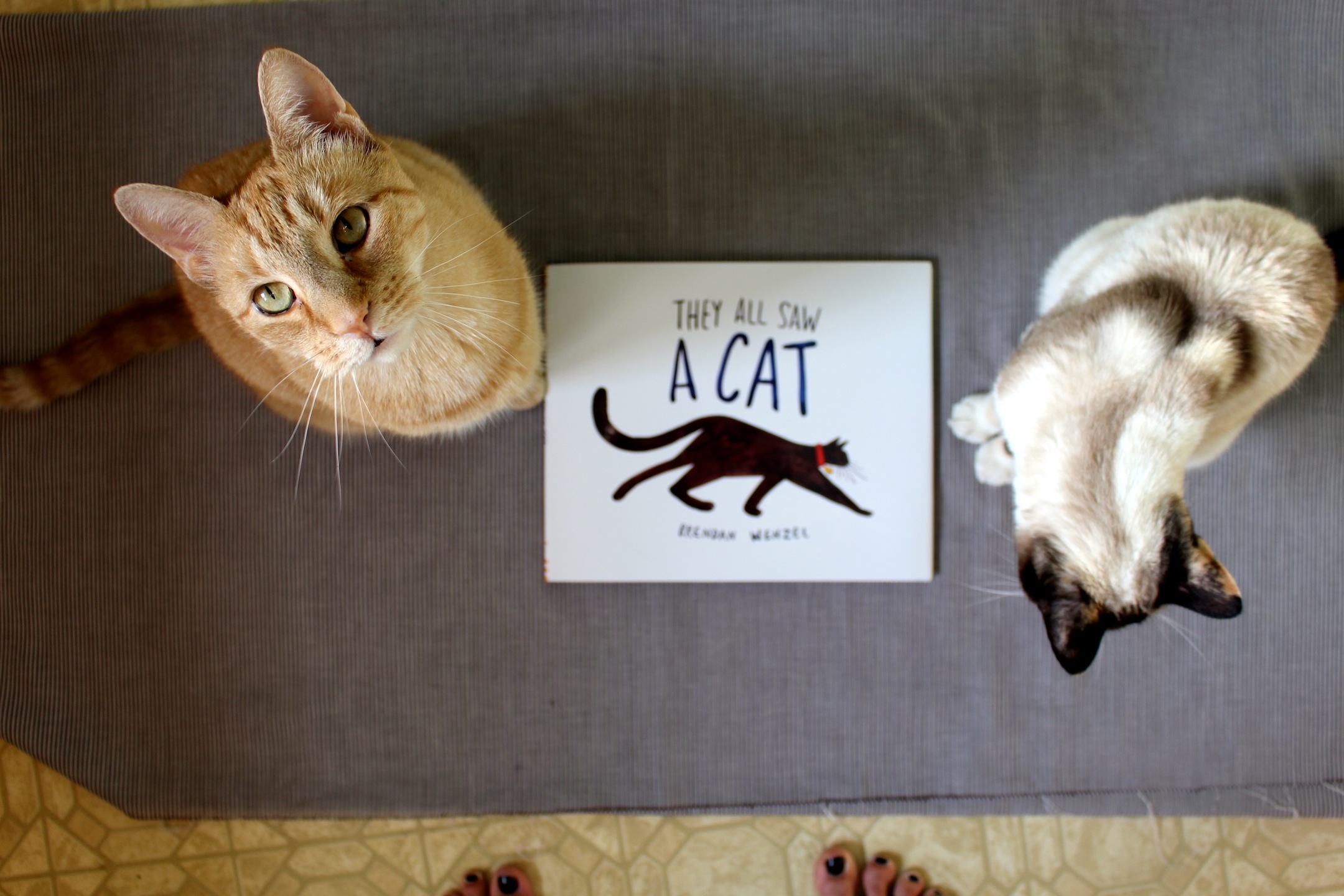 They All Saw A Cat outtakes