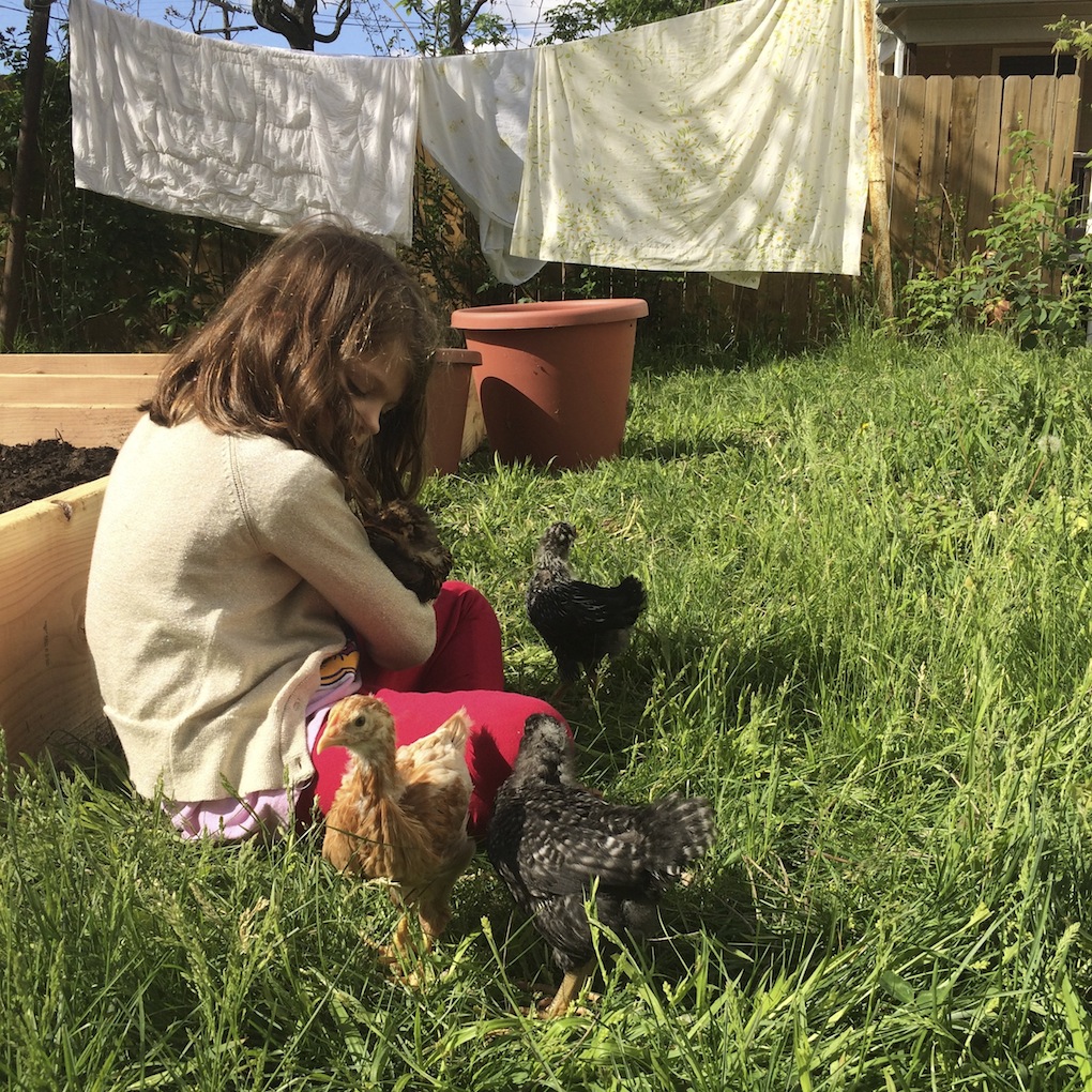 chickens