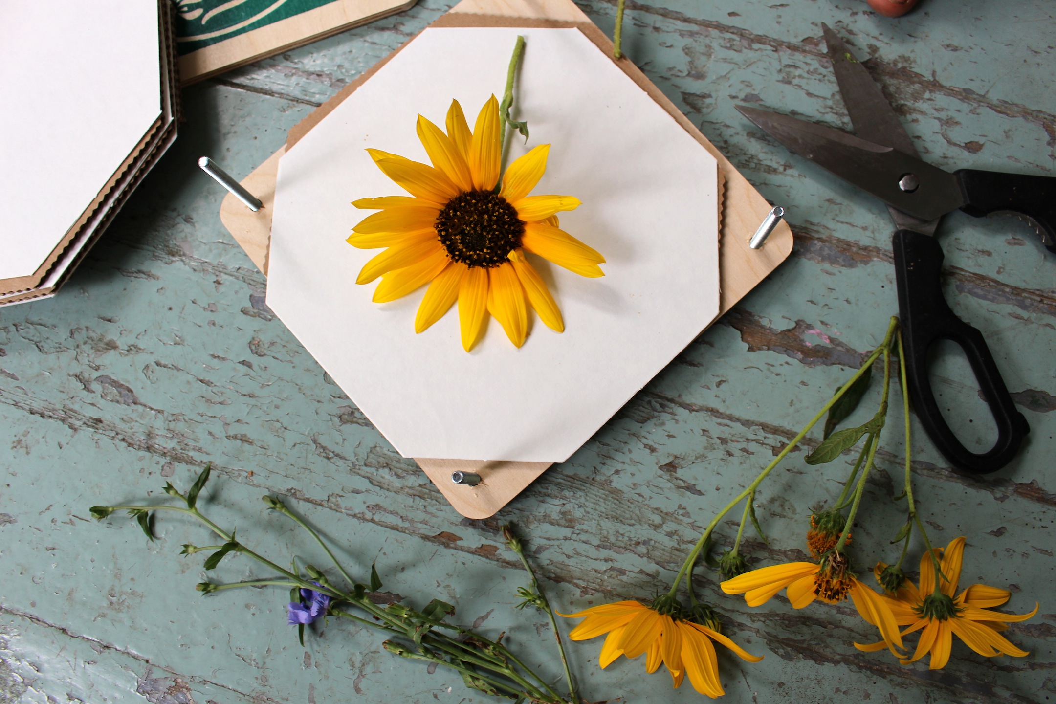 Flower pressing nature activity for kids