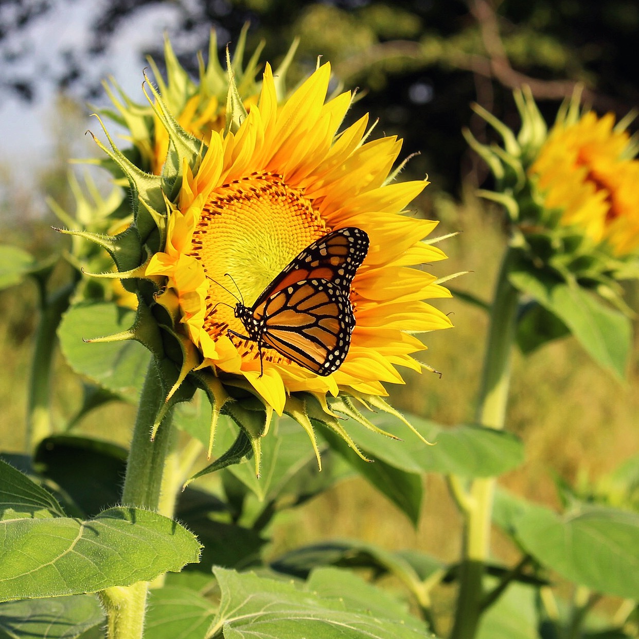 September Sunflower and Monarch Butterfly