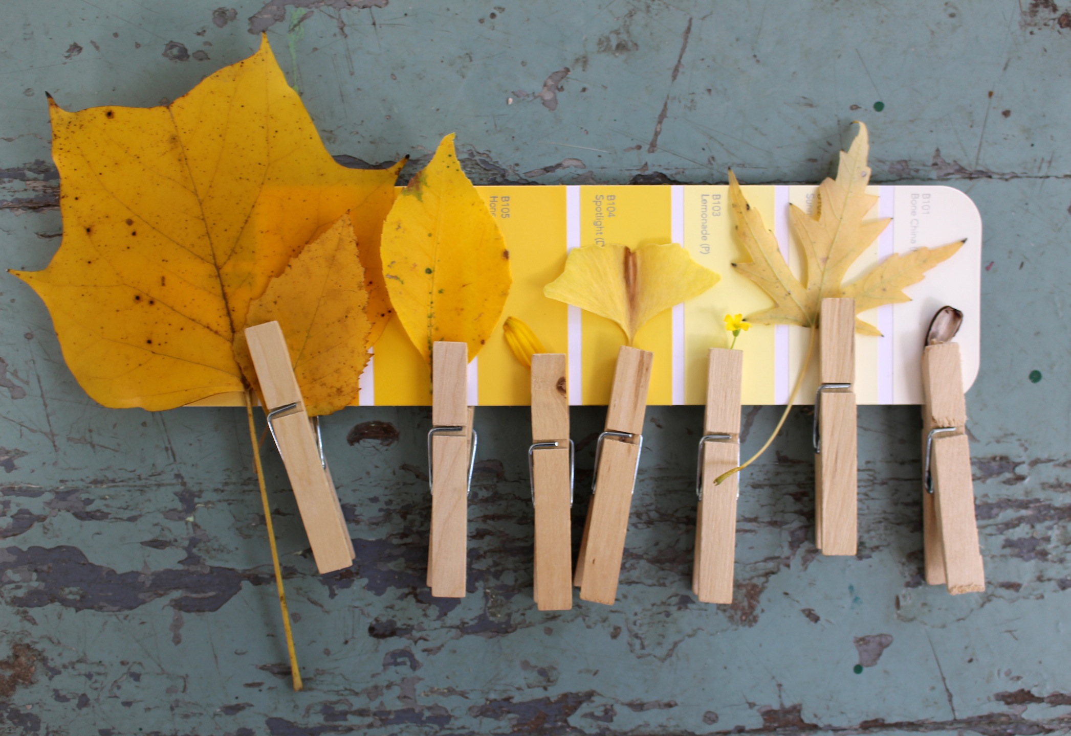 Yellow Time nature activity for kids - Using a paint swatch, find different hues of yellow found outdoors