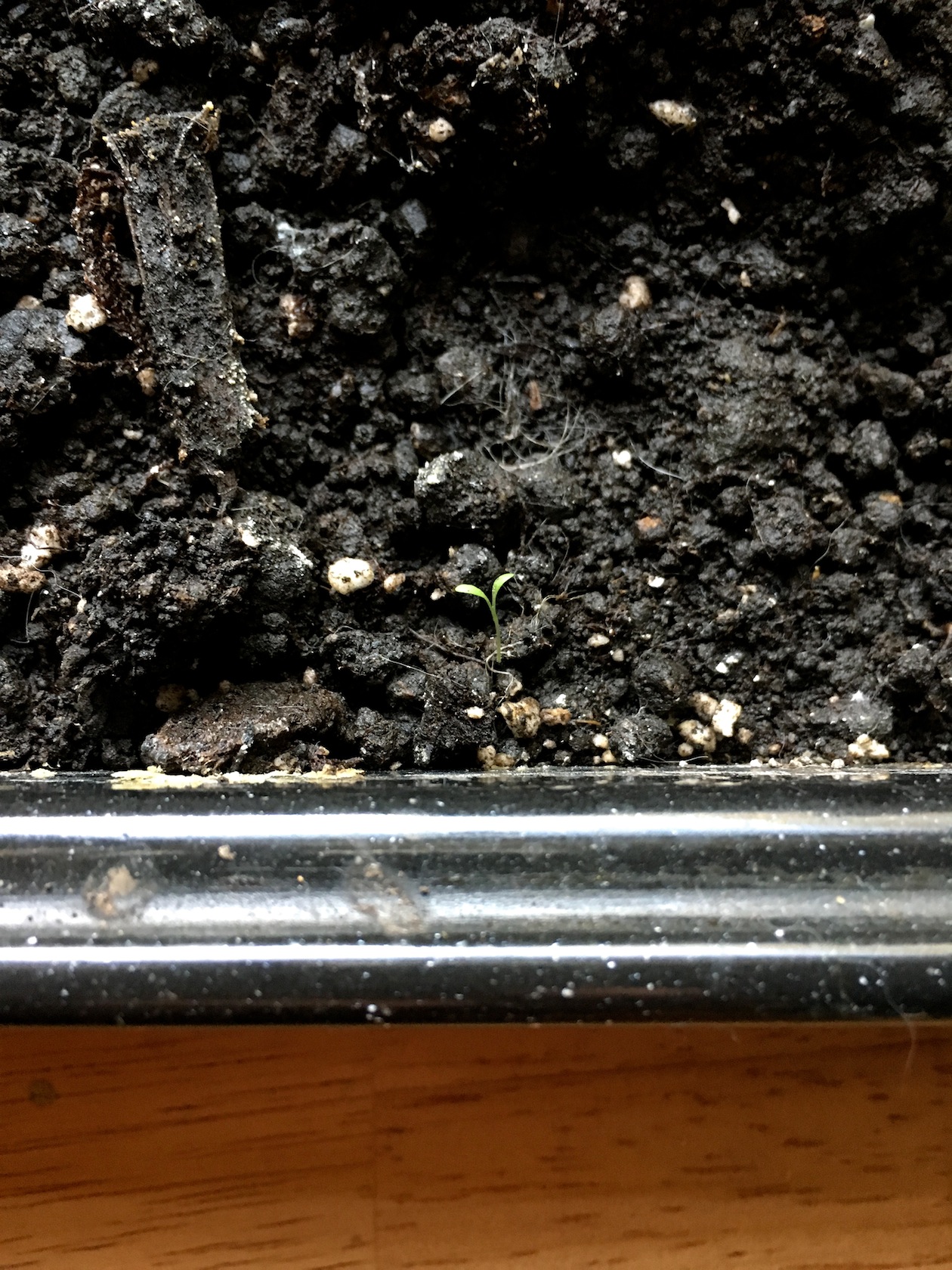 planting a sock full of seeds