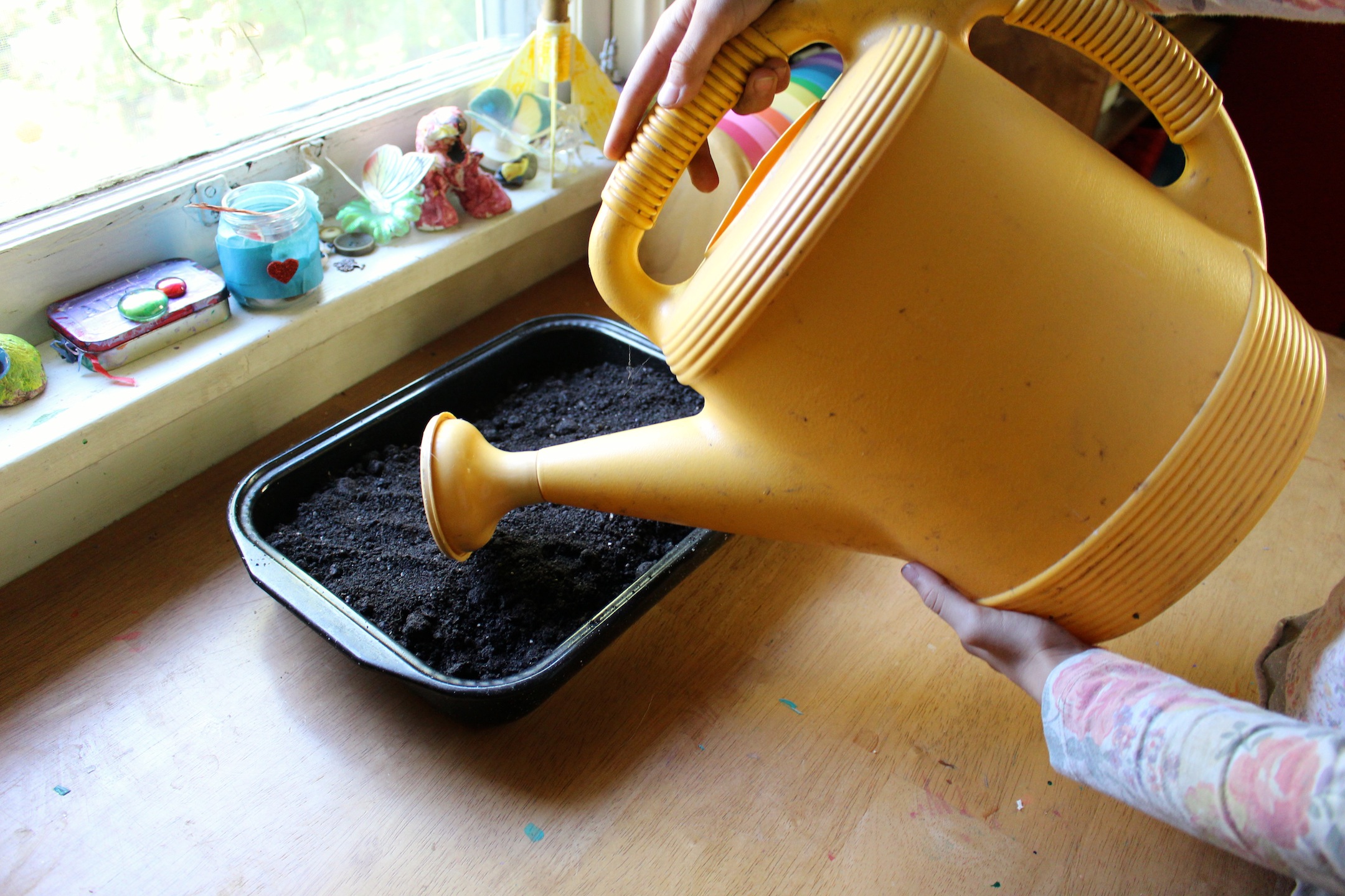 watering wild seeds from sock walk
