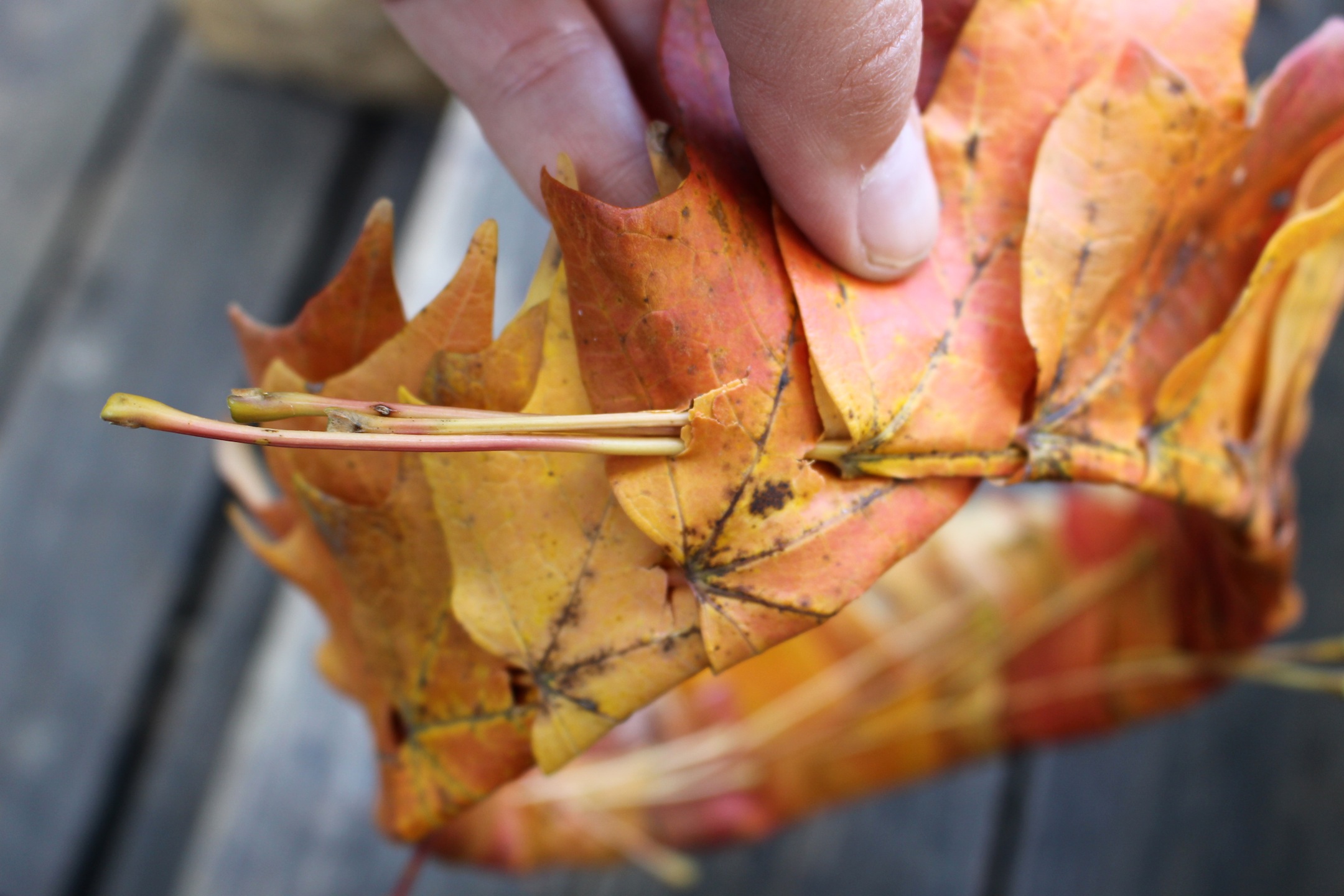 how to make a leaf crown 10