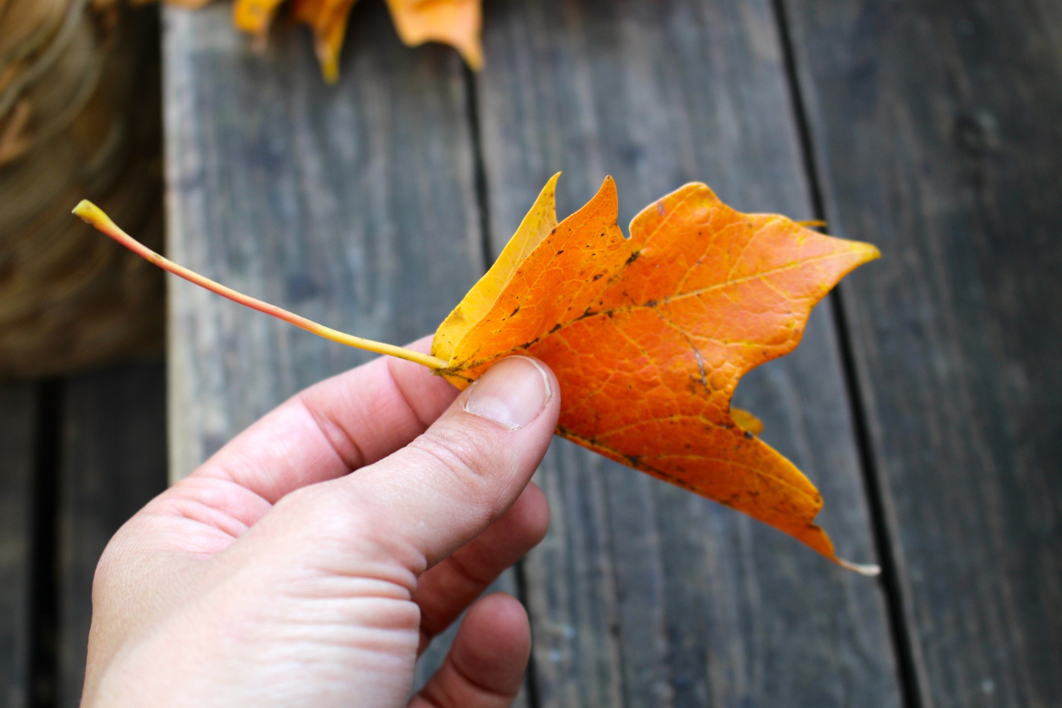 how to make a leaf crown 2 a