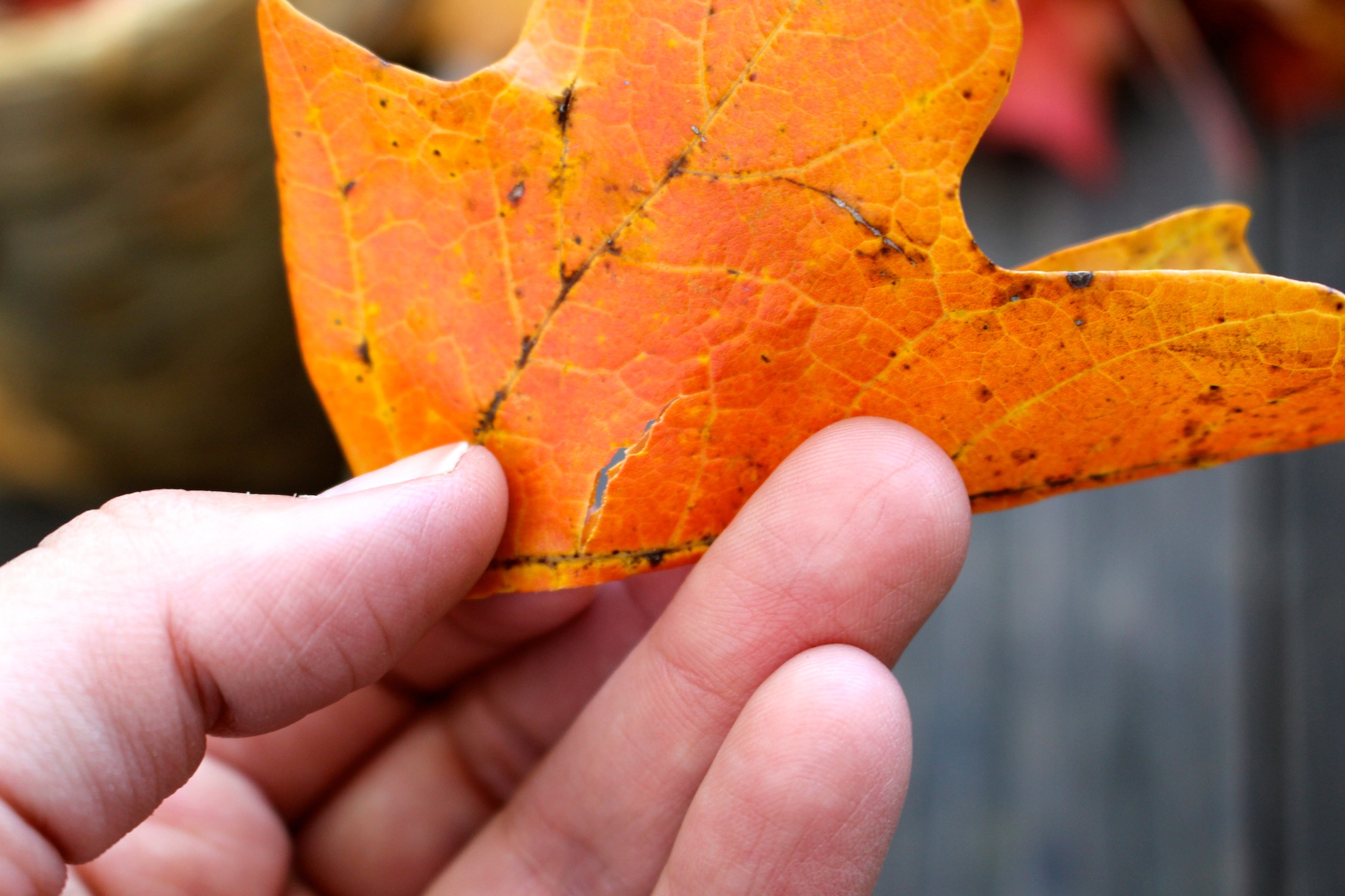 how to make a leaf crown 2 b