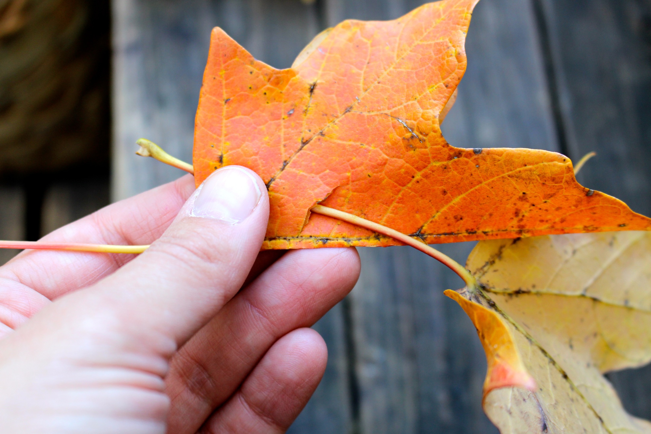 how to make a leaf crown 3