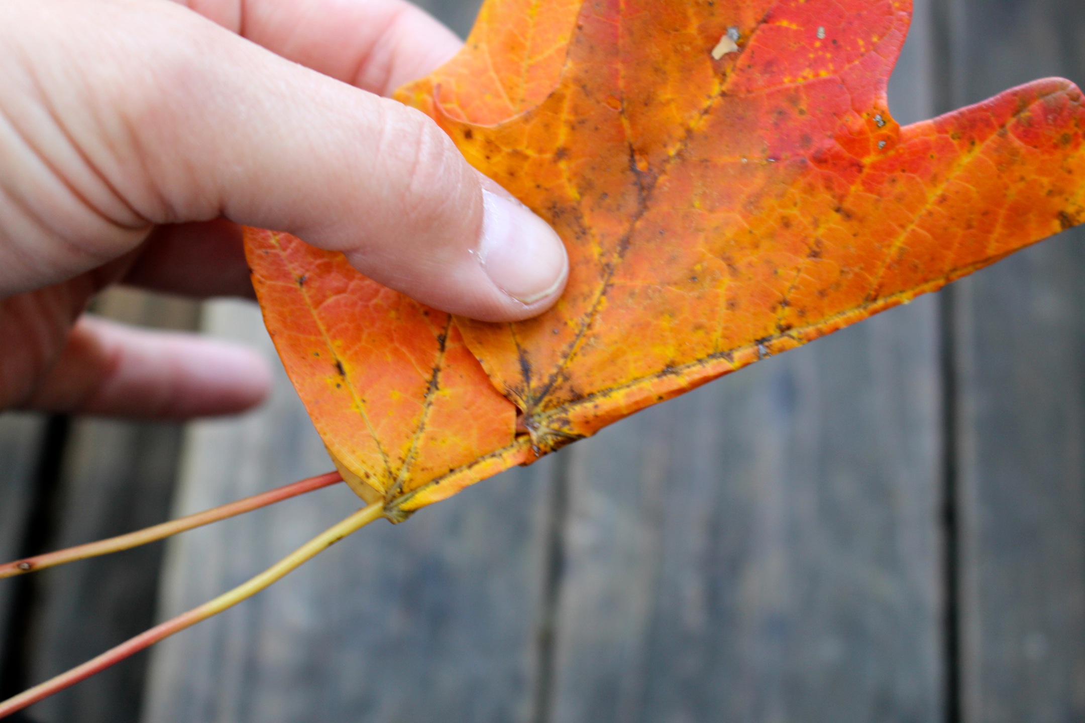 how to make a leaf crown 4