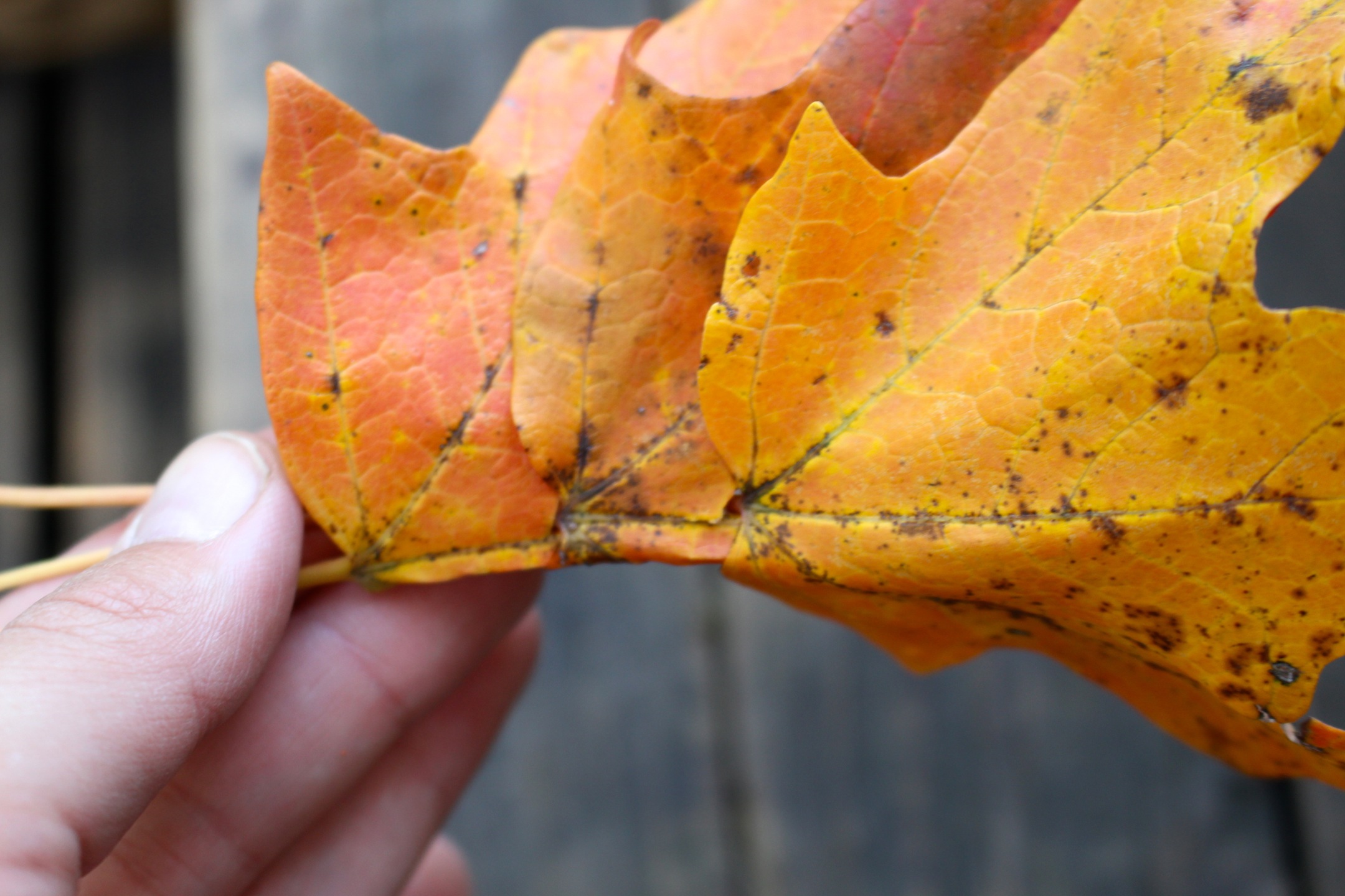 how to make a leaf crown 5