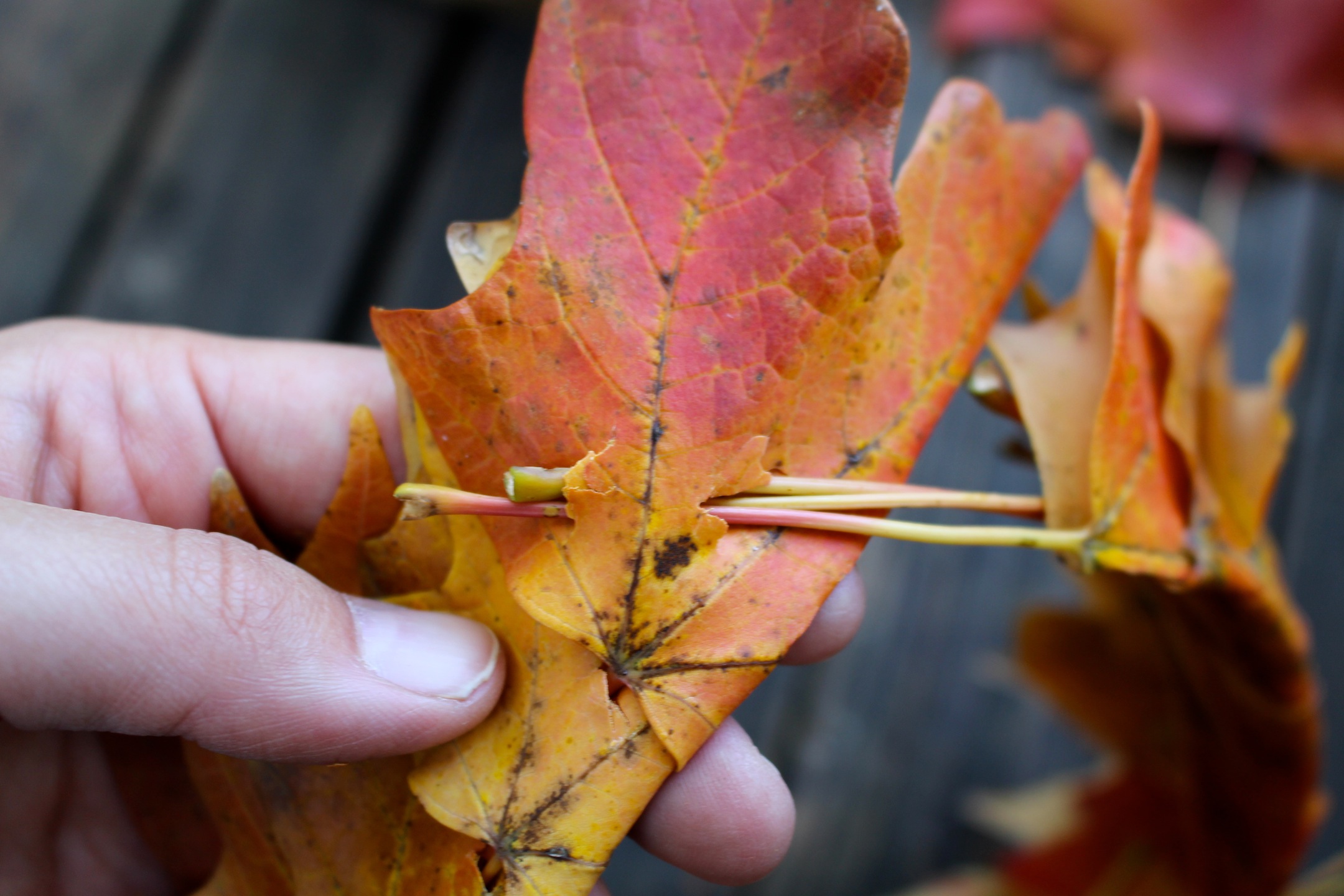 how to make a leaf crown 9